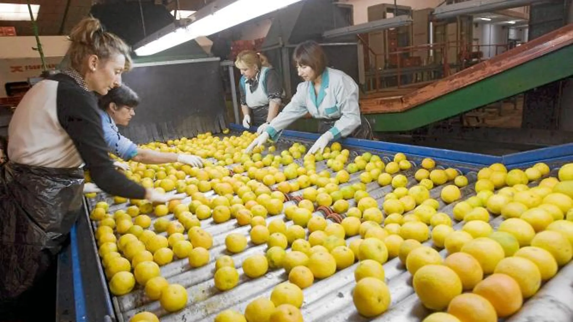 Una mujeres trabajan en una cooperativa de Segovia