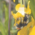 Los abejorros reducen el uso de químicos en el campo