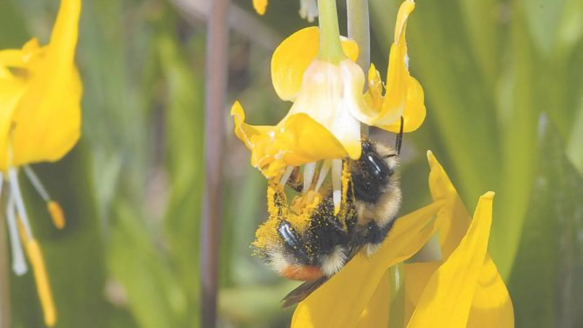 Los abejorros reducen el uso de químicos en el campo