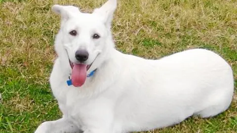 Noa es una perrita muy juguetona que siente gran debilidad por los niños