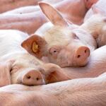 Dioxinas: Permanecen una década en el organismo