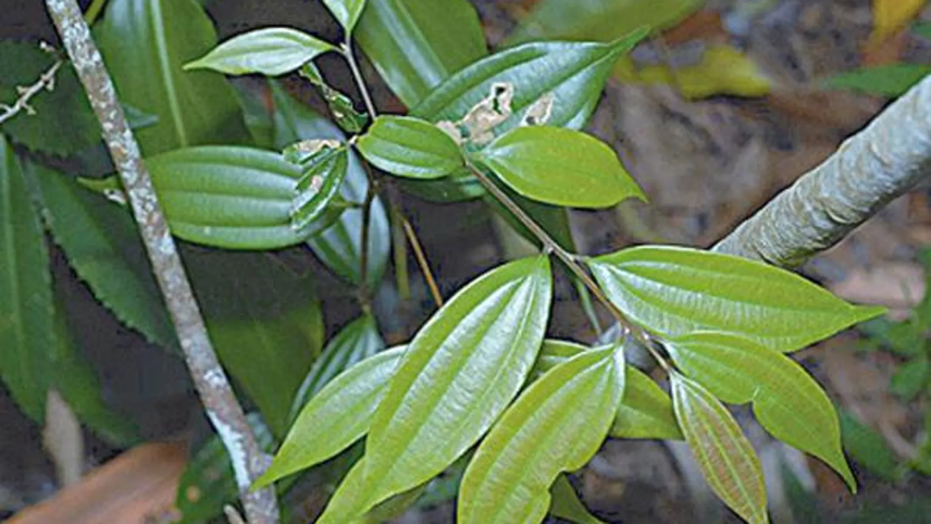 Medicina oriental para eliminar las manchas