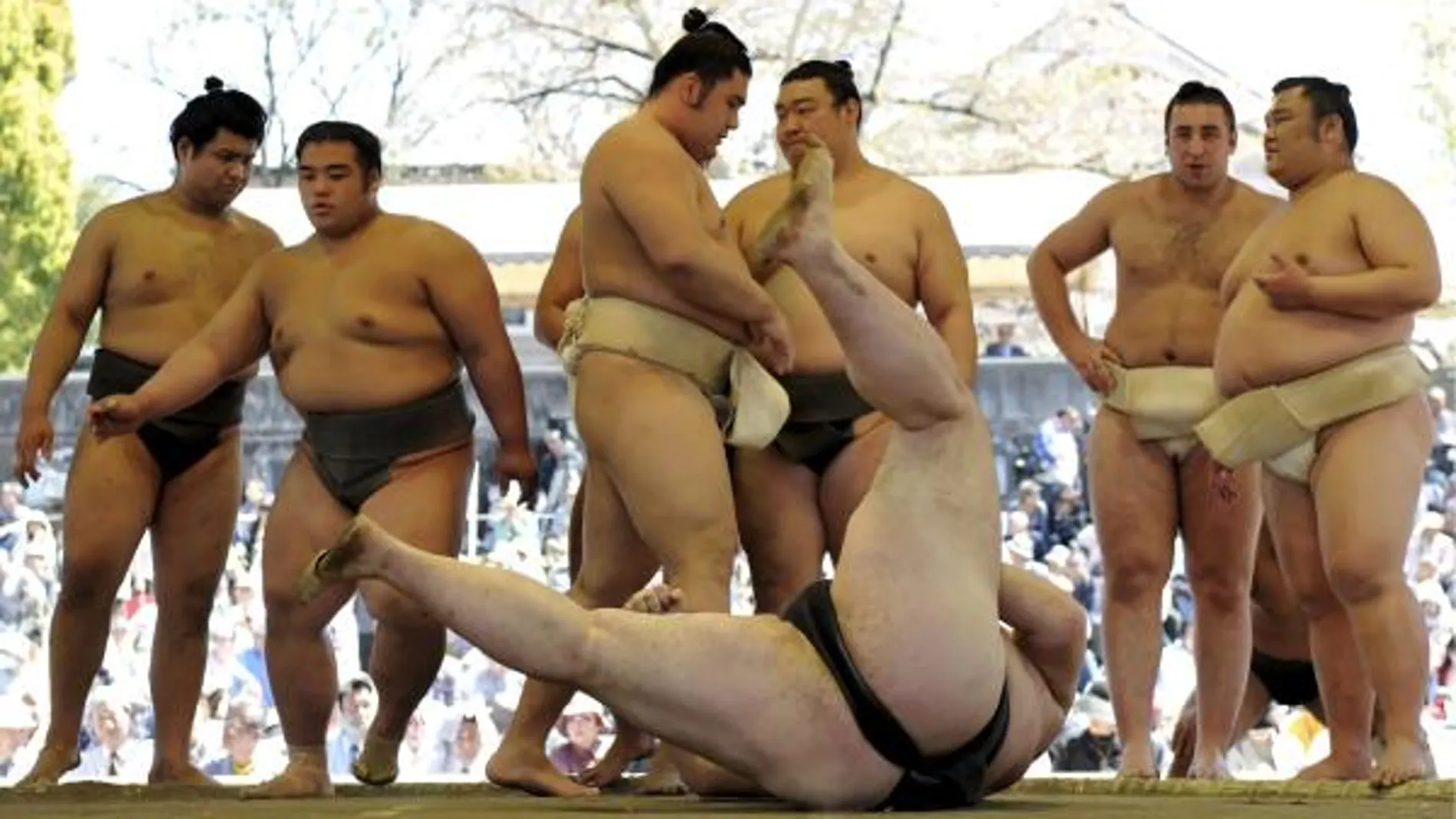 Un torneo de sumo