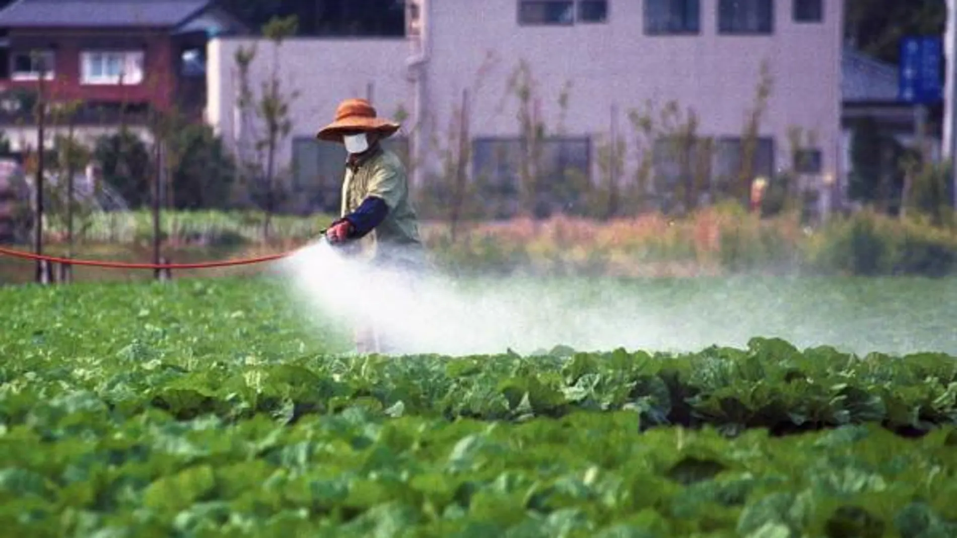 Un agricultor fumiga una plantación