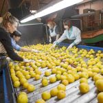 Asaja apuesta por dar a conocer a Europa la excelencia del limón regional
