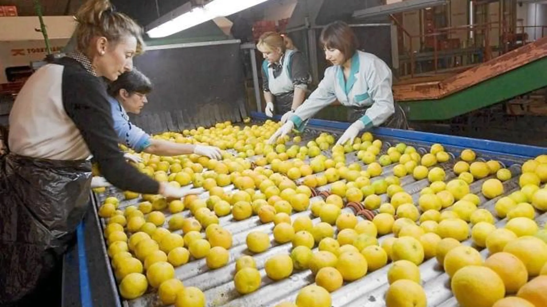 Asaja apuesta por dar a conocer a Europa la excelencia del limón regional