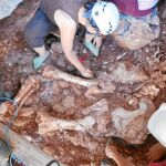 Una imagen de los restos del elefante que han aparecido en la cueva de Castelldefels