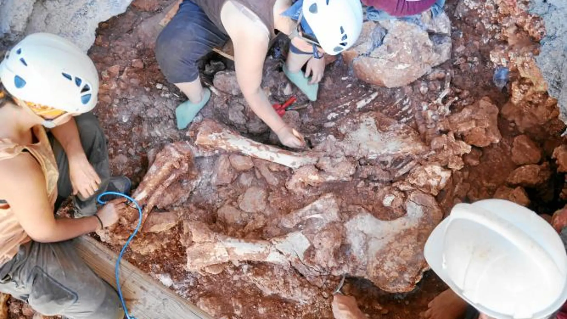 Una imagen de los restos del elefante que han aparecido en la cueva de Castelldefels