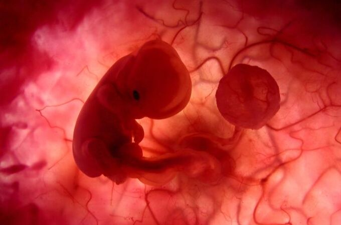 El ser humano es el único mamífero que no se come la placenta