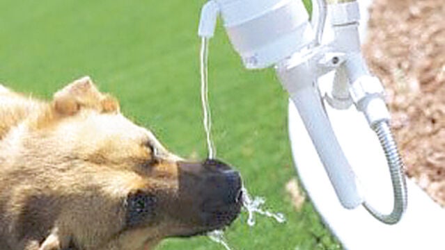 Una fuente automática de agua para el perro