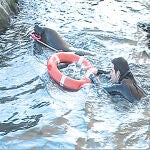 Entrenan a leones marinos para tareas de salvamento