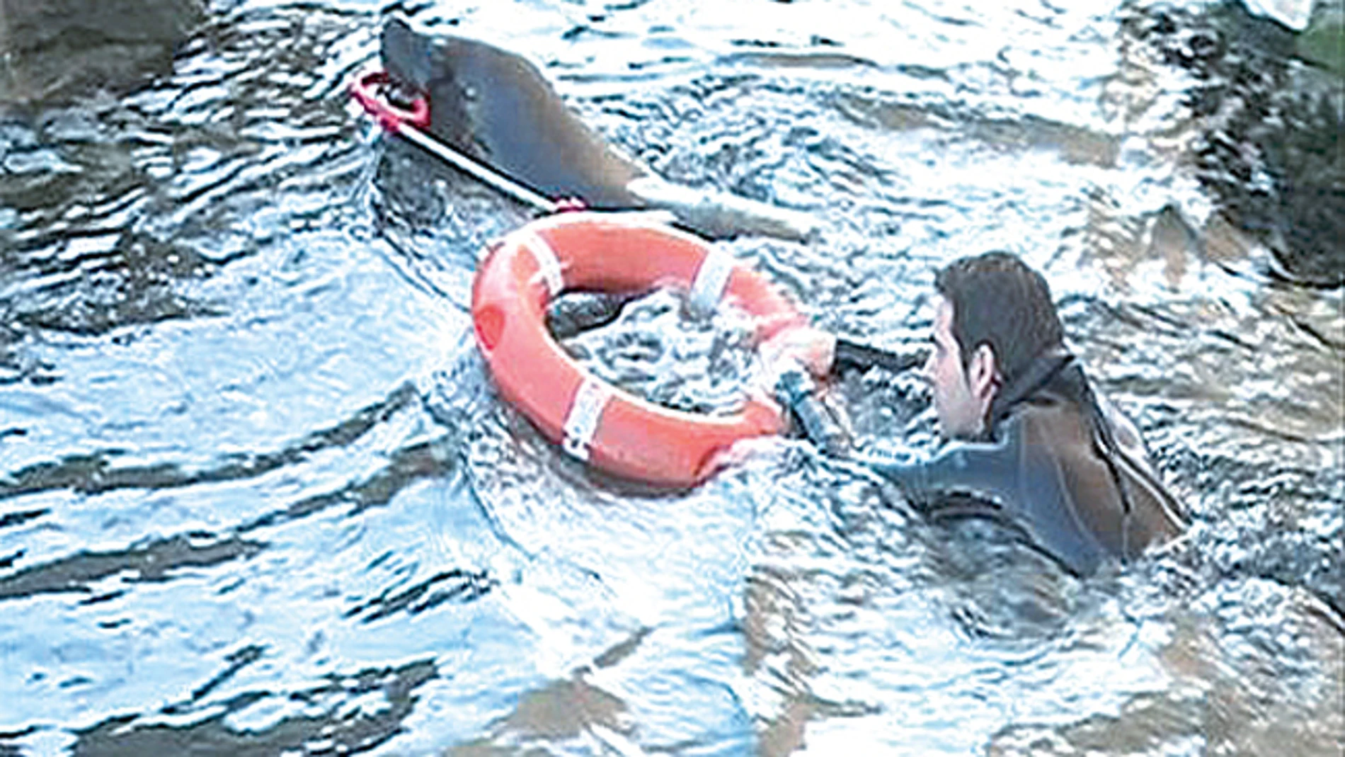 Entrenan a leones marinos para tareas de salvamento