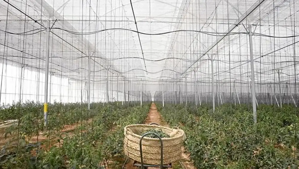 Imagen de archivo de un invernadero donde se cultivan tomates en Murcia