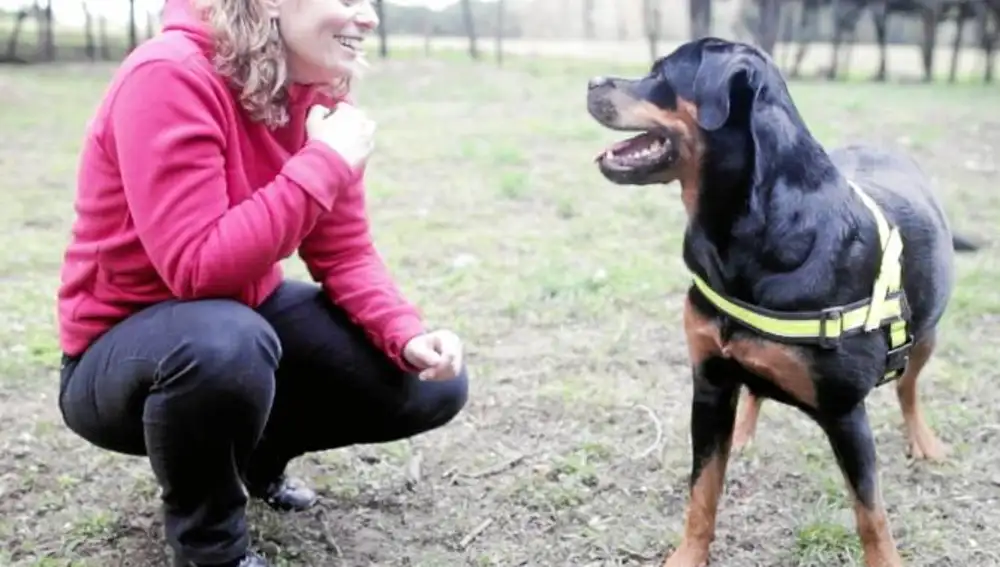El perro seguro de vida para los diabéticos