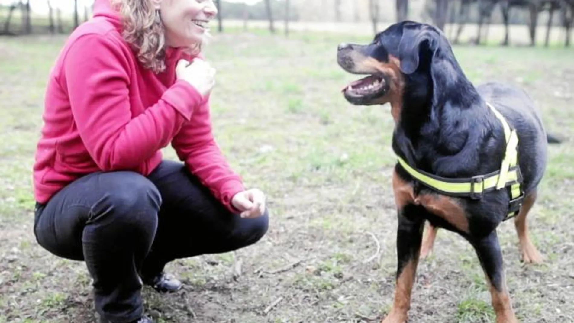 El perro seguro de vida para los diabéticos