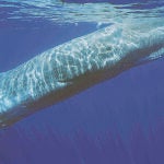 El viaje en «extinción» del cachalote en el Mediterráneo