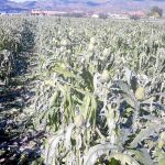Las heladas arruinan el 95 por ciento de la cosecha de alcachofa