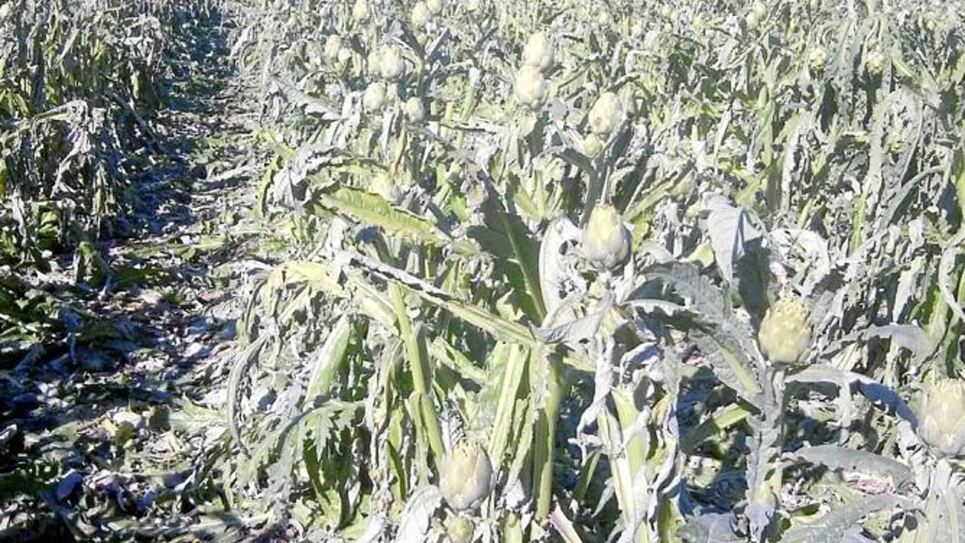Las heladas arruinan el 95 por ciento de la cosecha de alcachofa