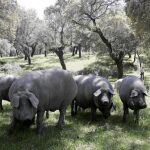 Los sacrificios de porcino ibérico de bellota bajarán hasta un 40%