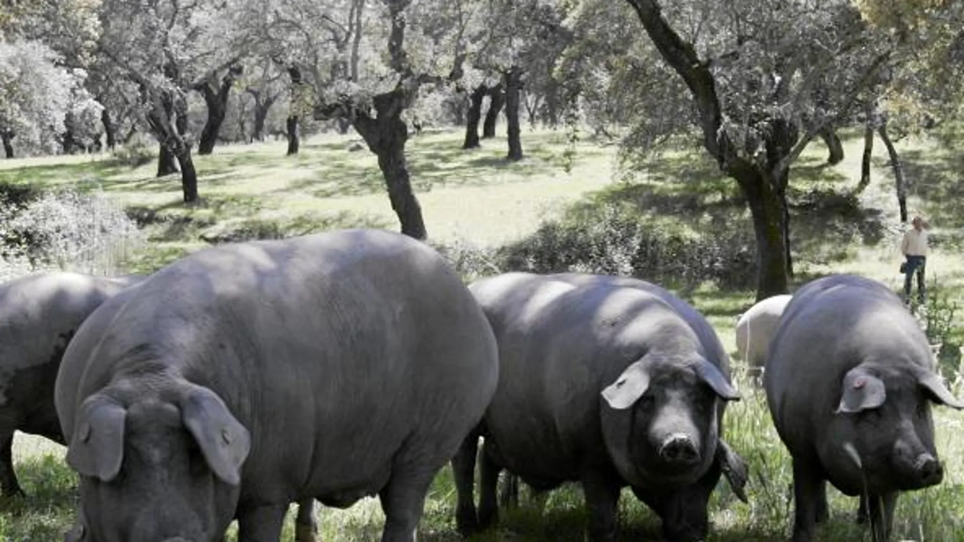 Los sacrificios de porcino ibérico de bellota bajarán hasta un 40%