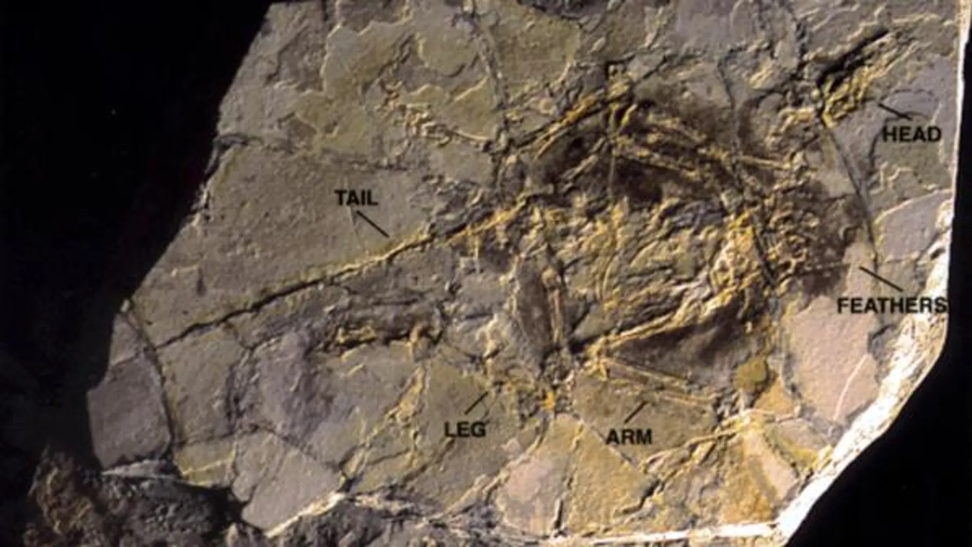 El dinosaurio peludo encontrado en China fue un ancestro de los pájaros