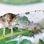 La plaga del ficus: Frenan a la «minicigarra» asiática sin utilizar insecticidas