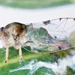  La plaga del ficus: Frenan a la «minicigarra» asiática sin utilizar insecticidas