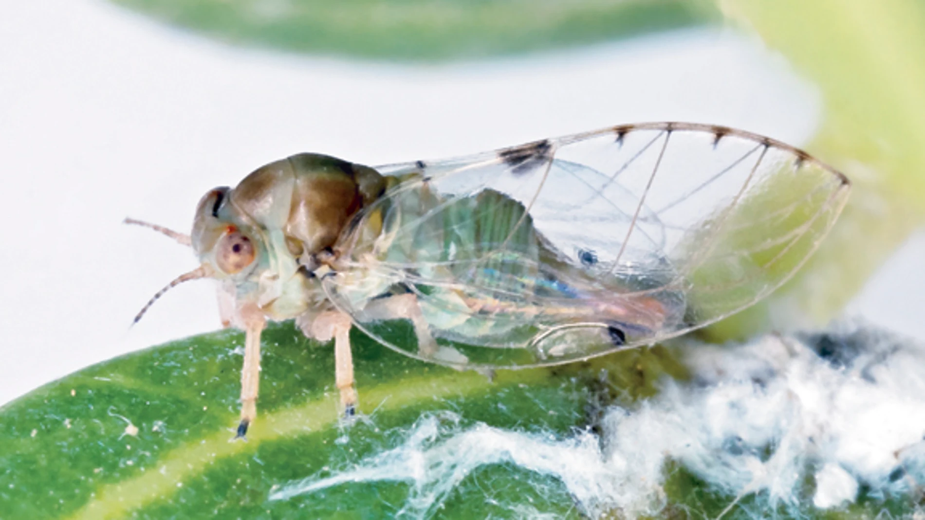 La plaga del ficus: Frenan a la «minicigarra» asiática sin utilizar insecticidas
