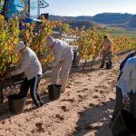 Varios trabajadores recogen la uva de los viñedos de la bodega Pago de Carraovejas, en Peñafiel