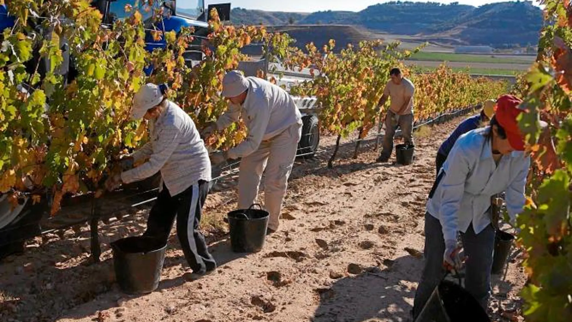 Varios trabajadores recogen la uva de los viñedos de la bodega Pago de Carraovejas, en Peñafiel
