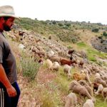 Los rebaños volverán a ser protagonistas en las numerosas cañadas de Castilla y León