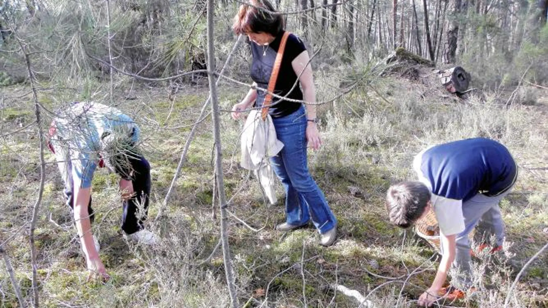Varias personas recogen setas en la provincia de Soria