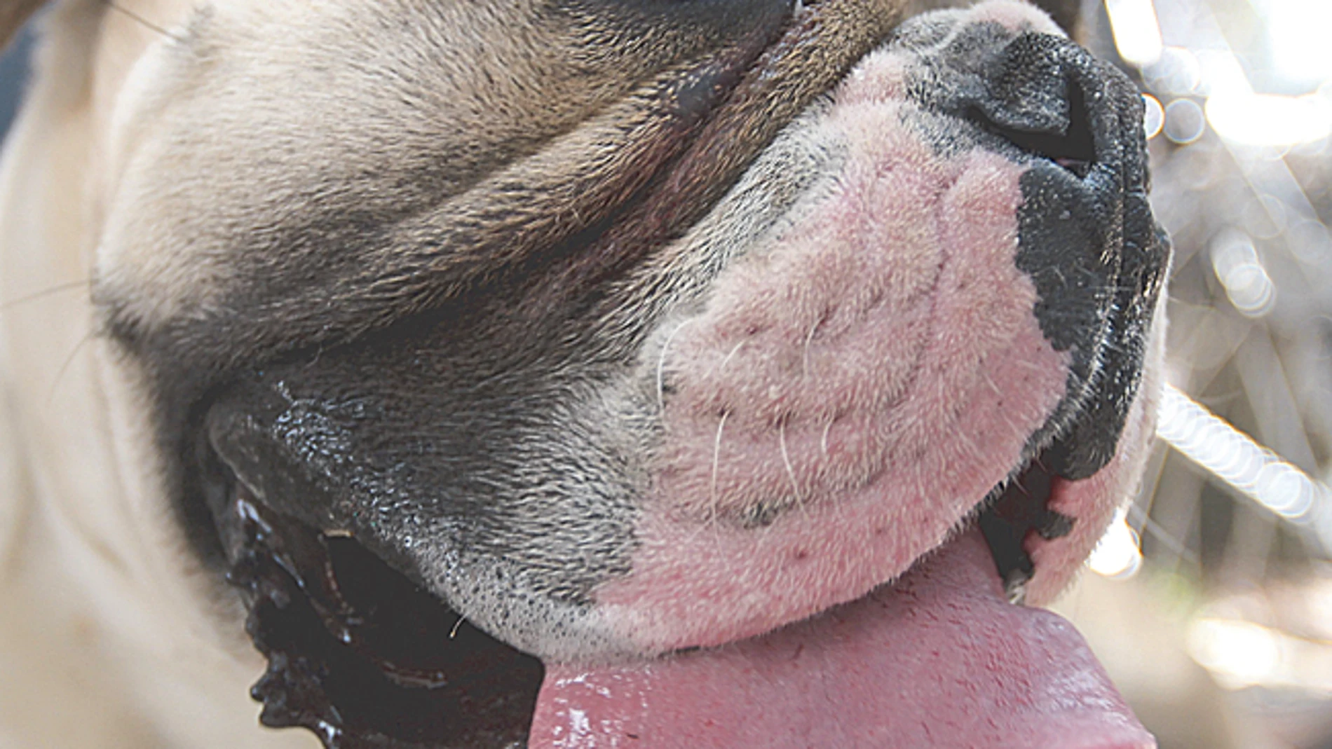 Europa aprueba la primera vacuna contra la leishmaniosis canina