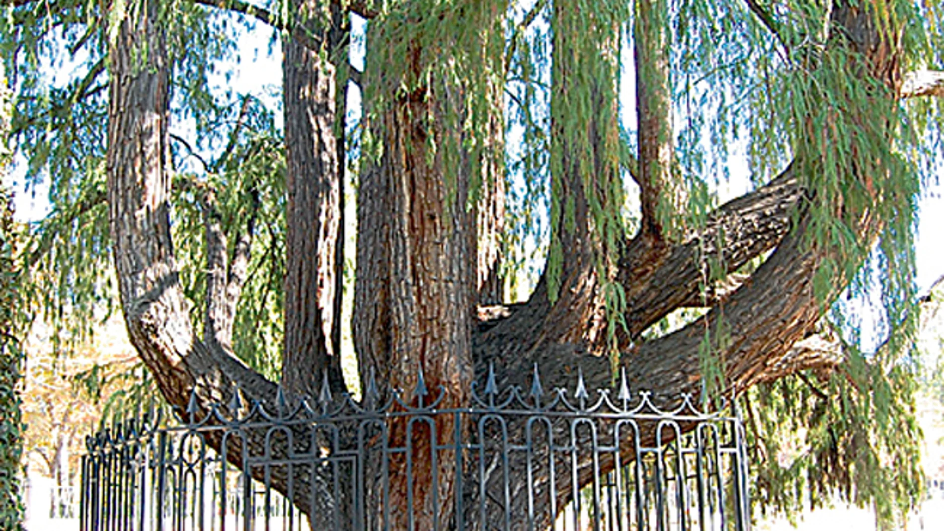 Árboles: Madrid a través de sus ejemplares singulares