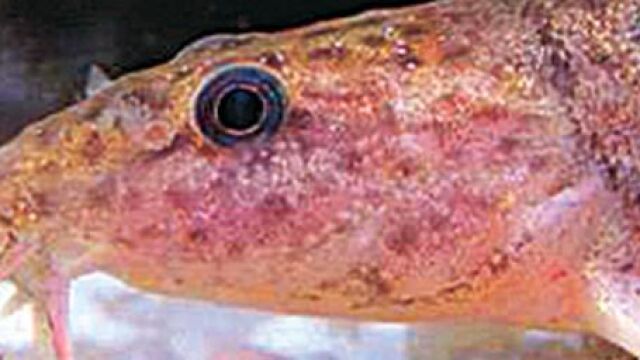Un nuevo pez invasor se extiende por el Delta del Ebro
