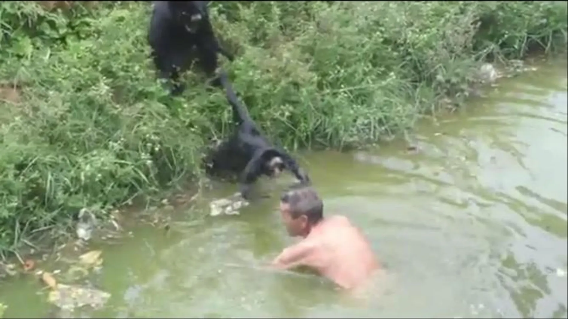 Un borracho, atacado por unos monos por querer jugar con ellos