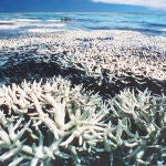 La Gran Barrera de Coral australiana ha perdido la mitad de su extensión desde 1985