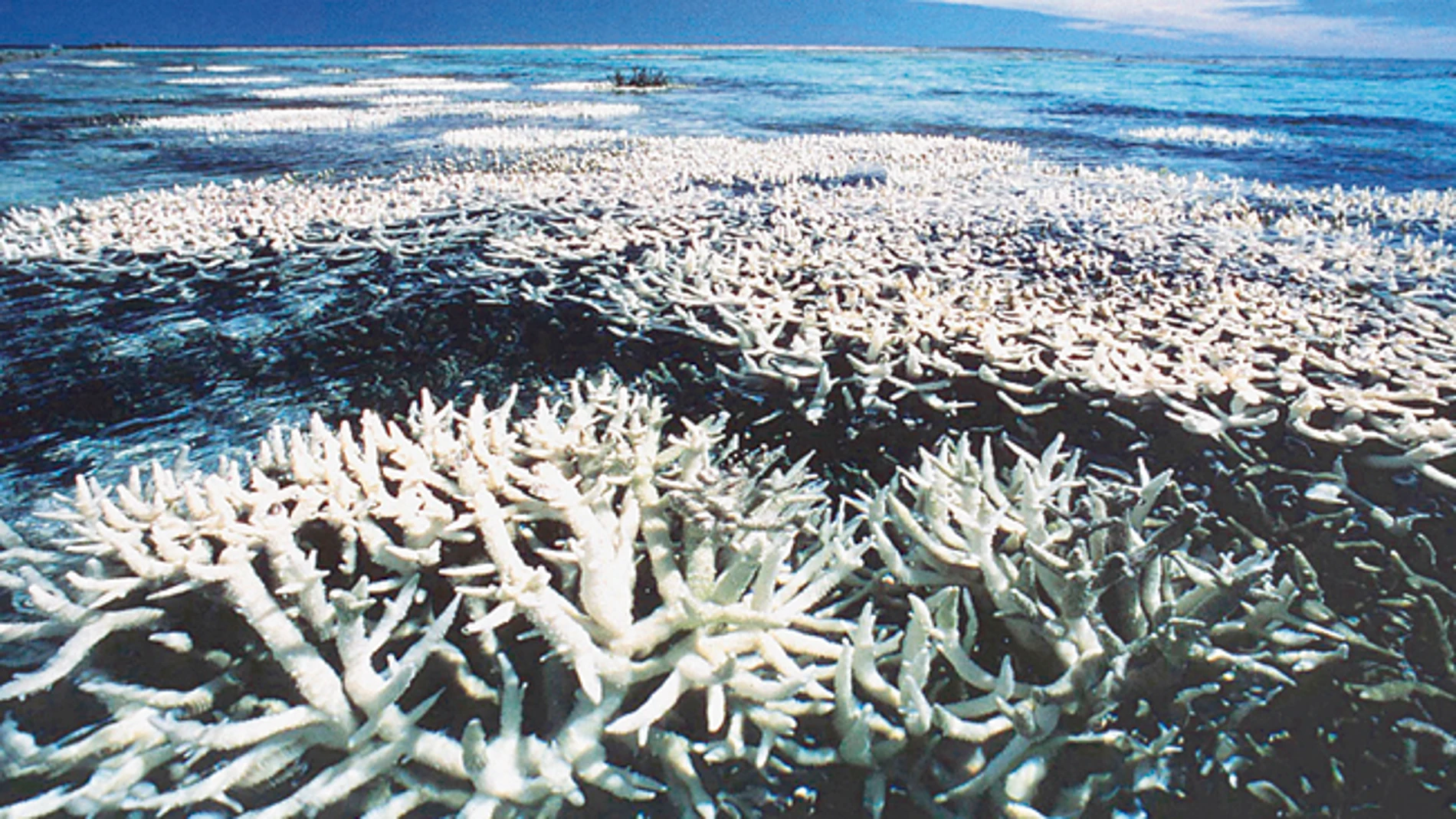 La Gran Barrera de Coral australiana ha perdido la mitad de su extensión desde 1985