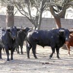 Imagen de las reses de la ganadería charra de El Pilar que serán lidiadas en La Monumental