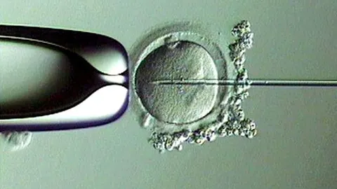 La fecundación in vitro no revierte los efectos del envejecimiento