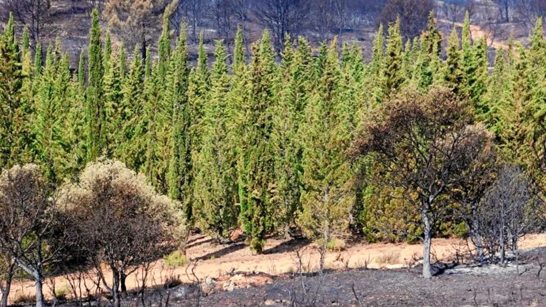 Parcelas donde se realizan las pruebas del proyecto CypFire