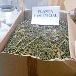 En la operación se han incautado de droga y el material para secar y tratar la marihuana