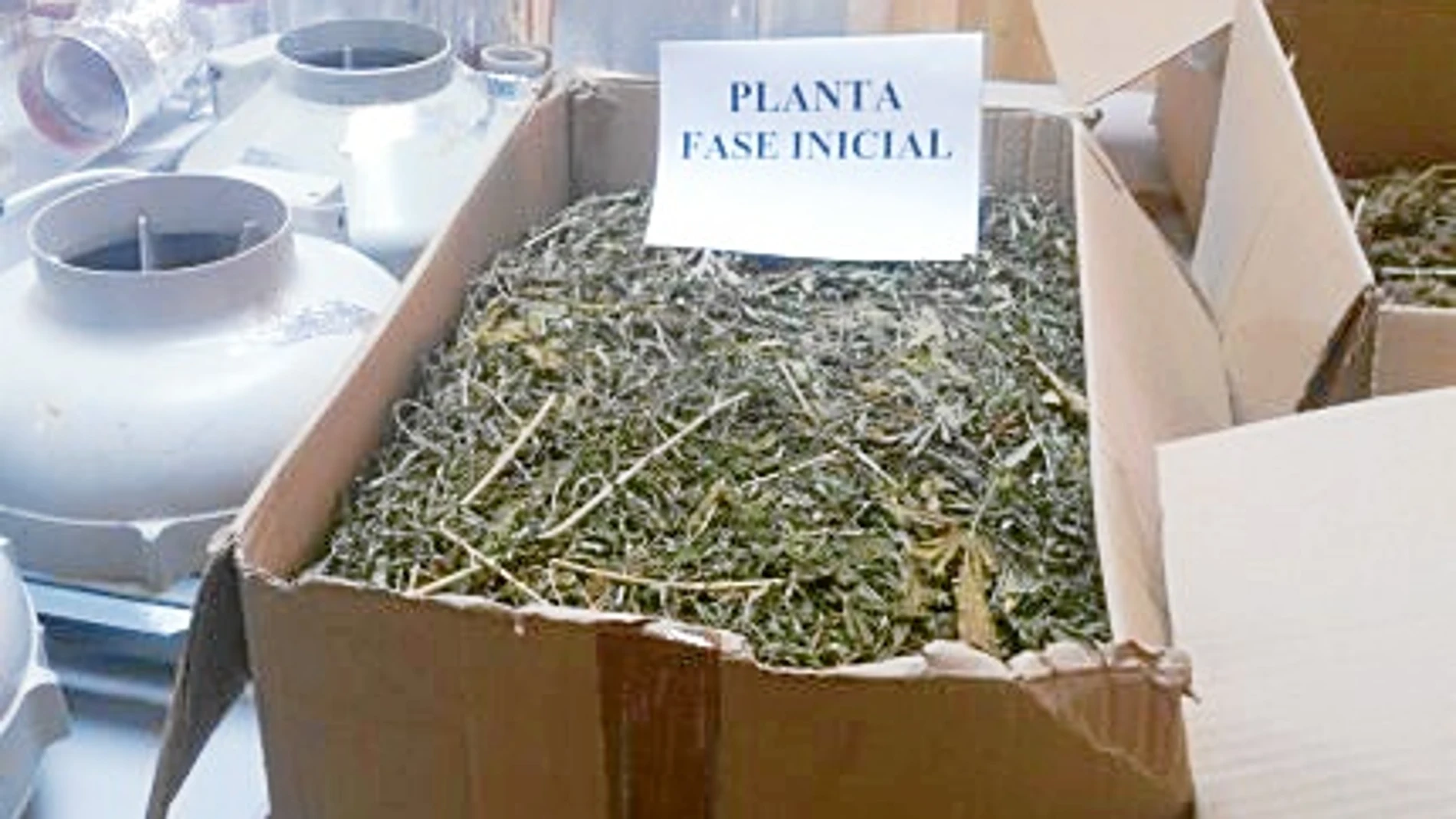 En la operación se han incautado de droga y el material para secar y tratar la marihuana