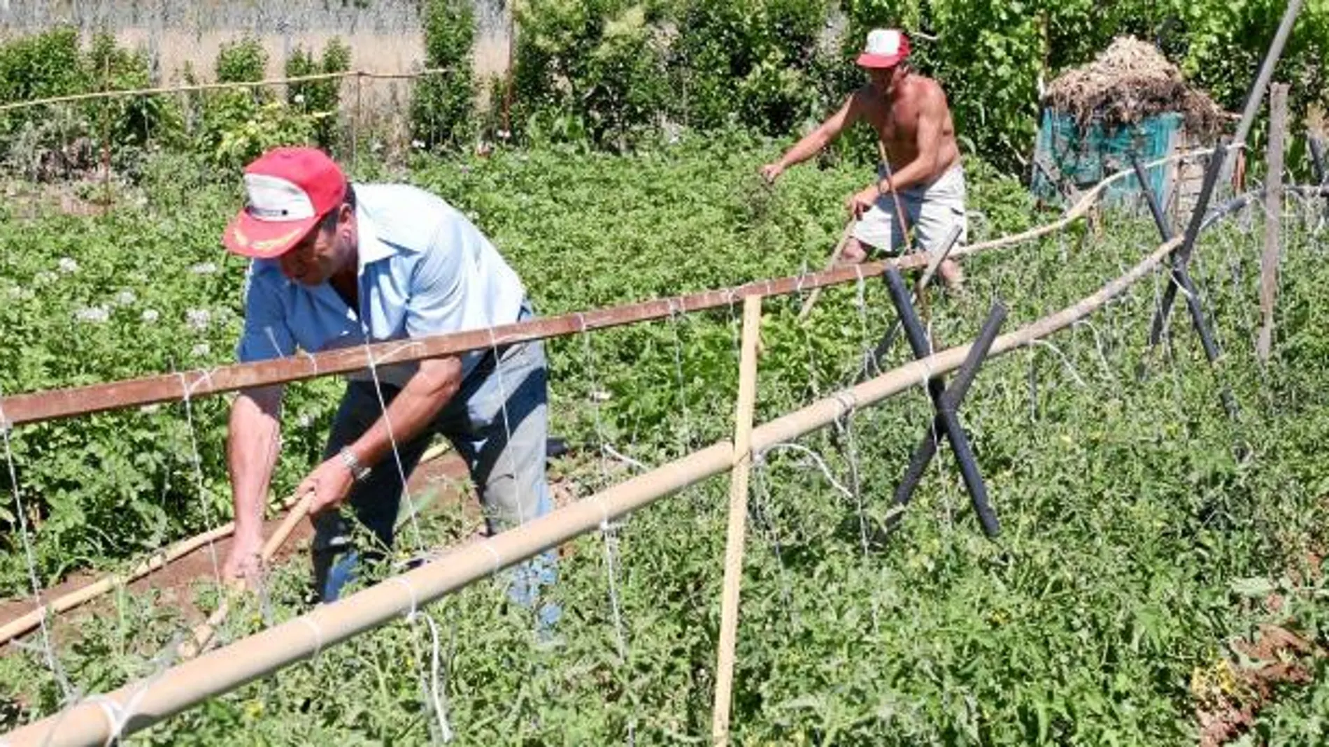 Los agricultores murcianos están preocupados por la nueva reforma de la PAC