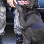 Boss, el perro policía amenazado de muerte por la mafia brasileña