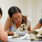 María Martinón-Torres trabaja con huesos del yacimiento de Atapuerca