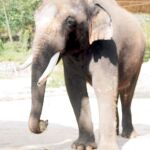Un elefante asiático «aprende» a decir cinco palabras en coreano