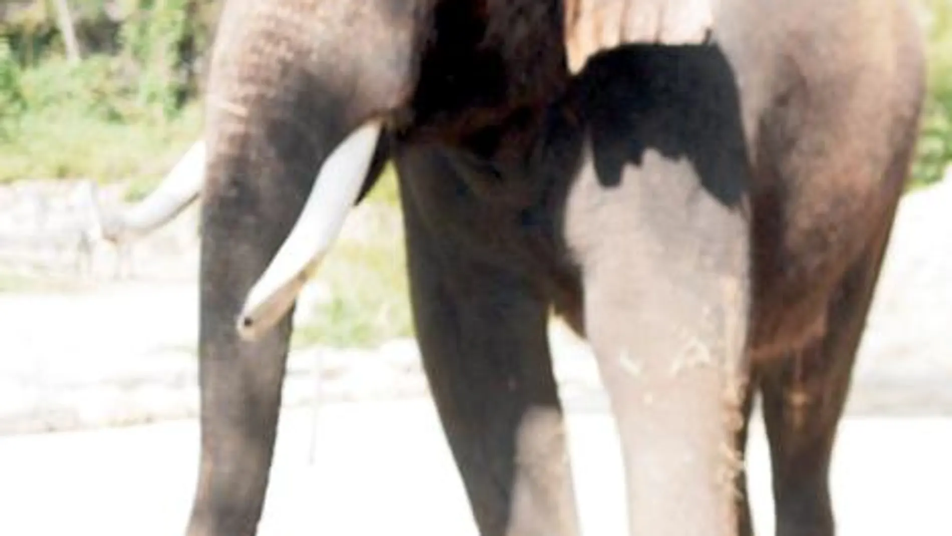 Un elefante asiático «aprende» a decir cinco palabras en coreano