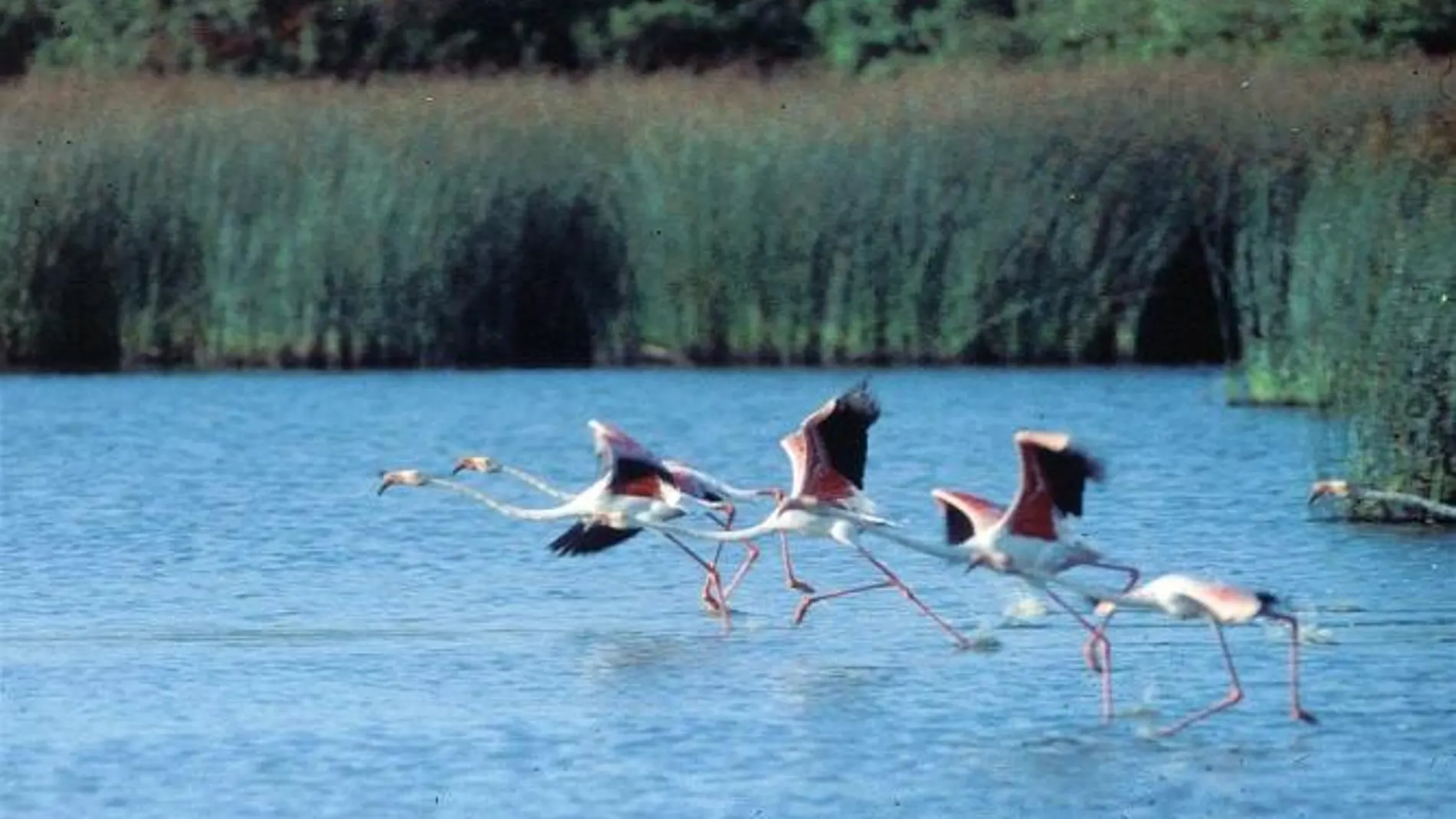 Vista de la laguna del Parque Nacional de Doñana, en Huelva