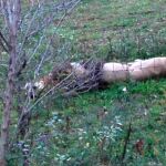 Un león abatido tars escaparse de una reserva en Ohio